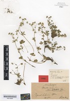 Type of Potentilla aurea L. variety piperi Rohlena [family ROSACEAE]