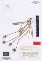 Isotype of Taraxacum irrigatum Kirschner & Štěpánek [family ASTERACEAE]
