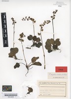 Type of Pyrola carpatica Holub & Křísa [family ERICACEAE]