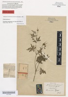 Original material of Geranium robertianum L. variety dasycarpon Beck [family GERANIACEAE]