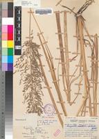 Holotype of Eragrostis acraea De Winter [family POACEAE]