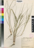 Filed as Schmidtia pappophoroides Steud. [family POACEAE]
