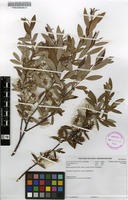 Filed as Salix mucronata Thunb. subsp. hirsuta (Thunb.) Immelman [family SALICACEAE]