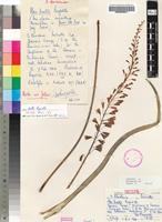 Isotype of Aloe ballii Reynolds [family ASPHODELACEAE]