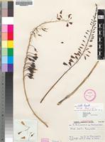 Isotype of Aloe ballii Reynolds [family ASPHODELACEAE]