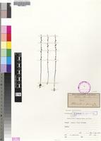 Isotype of Utricularia firmula Welw. ex Oliv. [family LENTIBULARIACEAE]