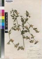 Filed as Phaulopsis imbricata (Forssk.) Sweet subsp. imbricata [family ACANTHACEAE]