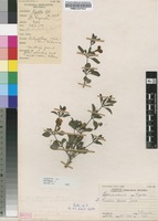 Filed as Ruellia patula Jacq. [family ACANTHACEAE]
