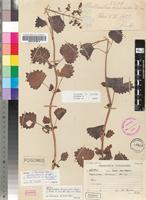 Isotype of Plectranthus hereroensis Engl. [family LAMIACEAE]