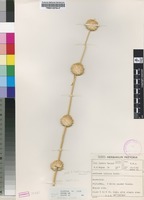 Filed as Acrotome inflata Benth. [family LAMIACEAE]