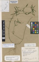 Filed as Dicliptera swynnertonii S.Moore [family ACANTHACEAE]