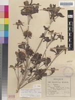 Isotype of Pavetta catophylla K.Schum. var. glabra Bremek. [family RUBIACEAE]
