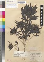 Isolectotype of Pavetta tristis Bremek. [family RUBIACEAE]