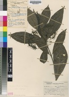 Filed as Tarenna pavettoides (Harv.) Sim subsp. pavettoides [family RUBIACEAE]