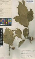 Filed as Vangueria infausta Burch. subsp. infausta [family RUBIACEAE]
