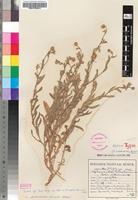 Holotype of Sphaeranthus kalahariensis Bremek. & Oberm. [family ASTERACEAE]