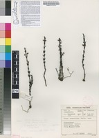 Filed as Striga gesnerioides (Willd.) Vatke [family OROBANCHACEAE]