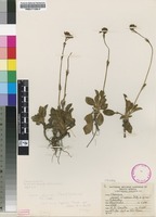 Filed as Valeriana capensis Thunb. var. nana B.L.Burtt [family VALERIANACEAE]