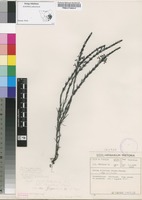 Filed as Striga bilabiata (Thunb.) Kuntze subsp. bilabiata [family OROBANCHACEAE]