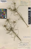 Filed as Geigeria burkei Harv. var. burkei [family ASTERACEAE]