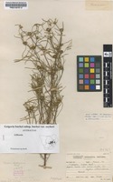 Filed as Geigeria burkei Harv. var. zeyheri (Harv.) Merxm. [family ASTERACEAE]