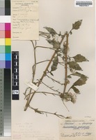 Filed as Crassocephalum crepidioides (Benth.) S.Moore [family ASTERACEAE]