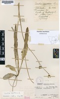 Filed as Sonchus maritimus Compton [family ASTERACEAE]