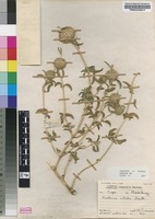 Filed as Acrotome inflata Benth. [family LAMIACEAE]