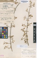 Filed as Plectranthus esculentus N.E.Br. [family LAMIACEAE]