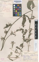 Filed as Plectranthus esculentus N.E.Br. [family LAMIACEAE]