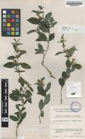 Filed as Barleria lugardii C.B.Clarke [family ACANTHACEAE]