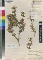 Filed as Barleria spinulosa Klotzsch [family ACANTHACEAE]