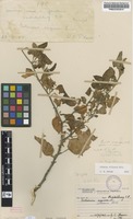 Filed as Solanum villosum Mill. subsp. villosum [family SOLANACEAE]
