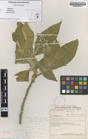 Filed as Solanum mauritianum Scop. [family SOLANACEAE]