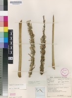 Filed as Sansevieria pearsonii N.E.Br. [family DRACAENACEAE]
