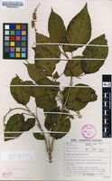 Filed as Croton sylvaticus Hochst. [family EUPHORBIACEAE]