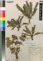 Isotype of Euphorbia wildii L.C.Leach [family EUPHORBIACEAE]