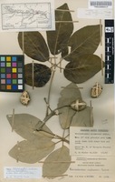 Filed as Schinziophyton rautanenii (Schinz) Radcl.-Sm. [family EUPHORBIACEAE]