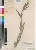 Filed as Hibiscus articulatus Hochst. ex A.Rich. var. articulatus [family MALVACEAE]
