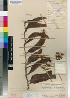 Filed as Cyphostemma humile (N.E.Br.) Desc. ex Wild & R.B.Drumm. subsp. humile [family VITACEAE]
