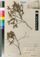 Isotype of Euclea undulata Thunb. [family EBENACEAE]
