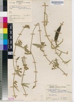 Filed as Orthanthera jasminiflora (Decne.) Schinz [family APOCYNACEAE]