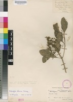 Filed as Heteropyxis dehniae Suess. [family HETEROPYXIDACEAE]