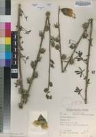 Filed as Hibiscus cannabinus [family MALVACEAE]