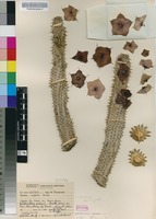 Filed as Hoodia currorii (Hook.) Decne. subsp. lugardii (N.E.Br.) Bruyns [family APOCYNACEAE]