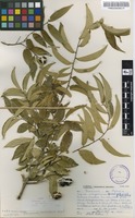 Filed as Sclerocroton integerrimus Hochst. [family EUPHORBIACEAE]