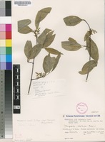 Filed as Vangueria randii S.Moore subsp. chartacea (Robyns) Verdc. [family RUBIACEAE]