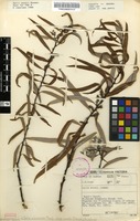 Filed as Salix mucronata Thunb. subsp. woodii (Seemen) Immelman [family SALICACEAE]