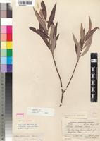 Isotype of Salix wilmsii Seemen [family SALICACEAE]