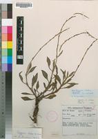 Holotype of Oxygonum robustum Germish. [family POLYGONACEAE]